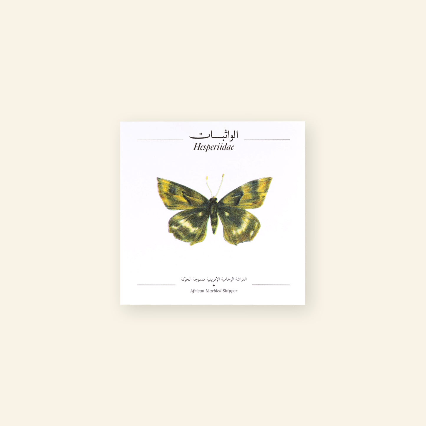 African Marbled Skipper Butterfly - Square Poster