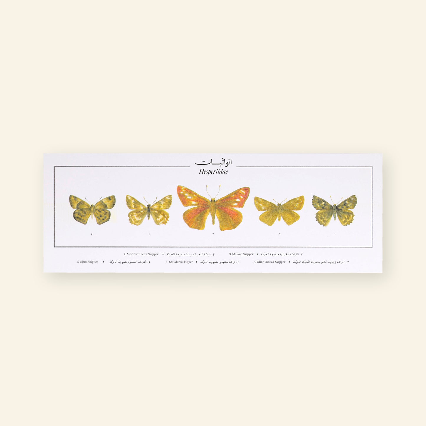 Hesperiidae I Butterflies