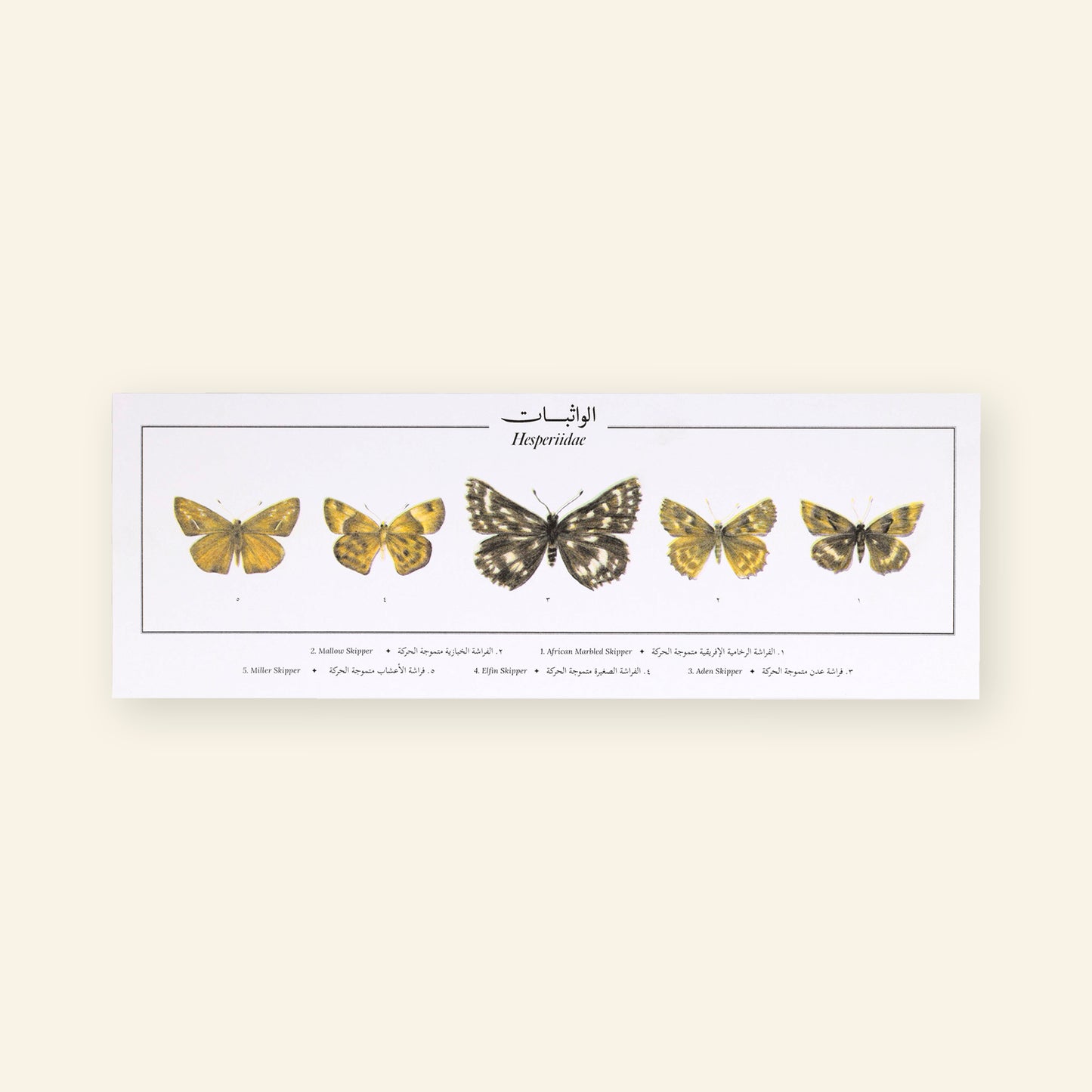 Hesperiidae II Butterflies