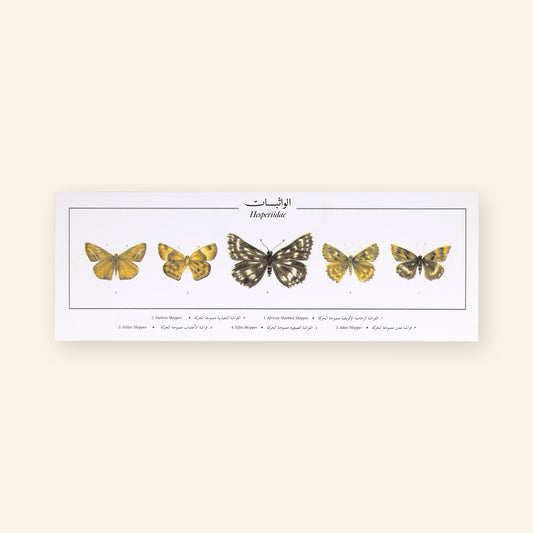 Hesperiidae II Butterflies