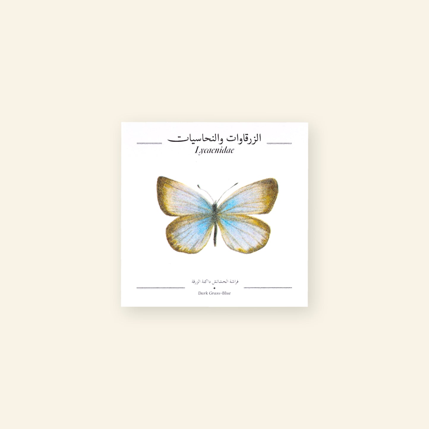 Dark Grass-Blue Butterfly - Square Poster