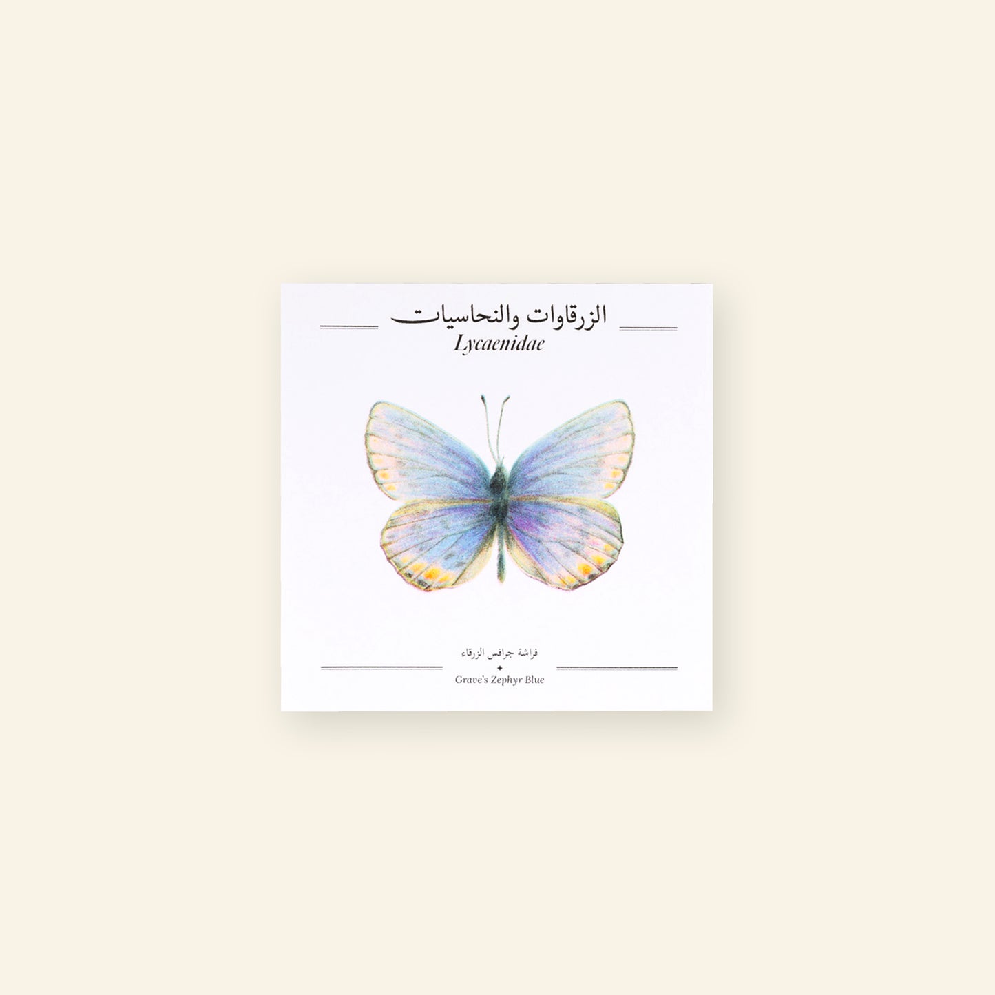 Grave's Zephyr Blue Butterfly - Square Poster