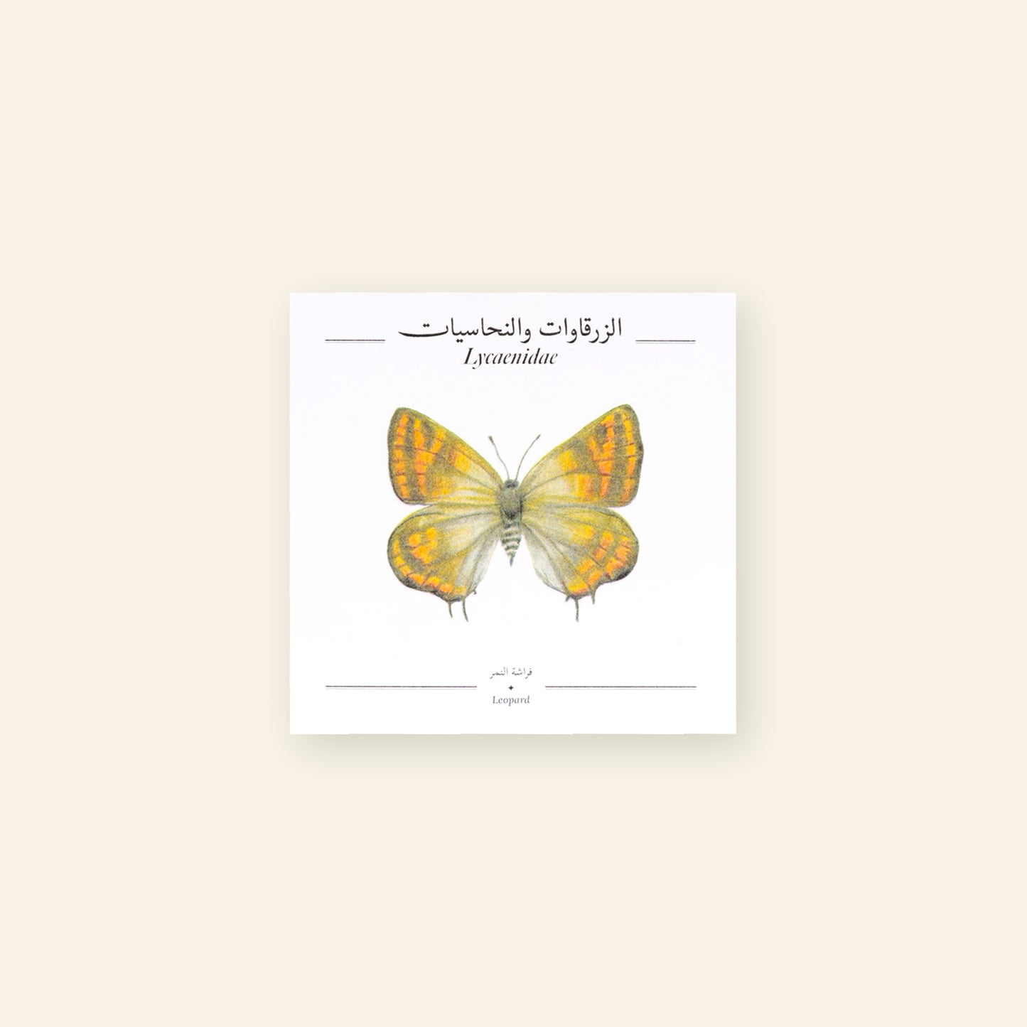 Leopard Butterfly - Square Poster