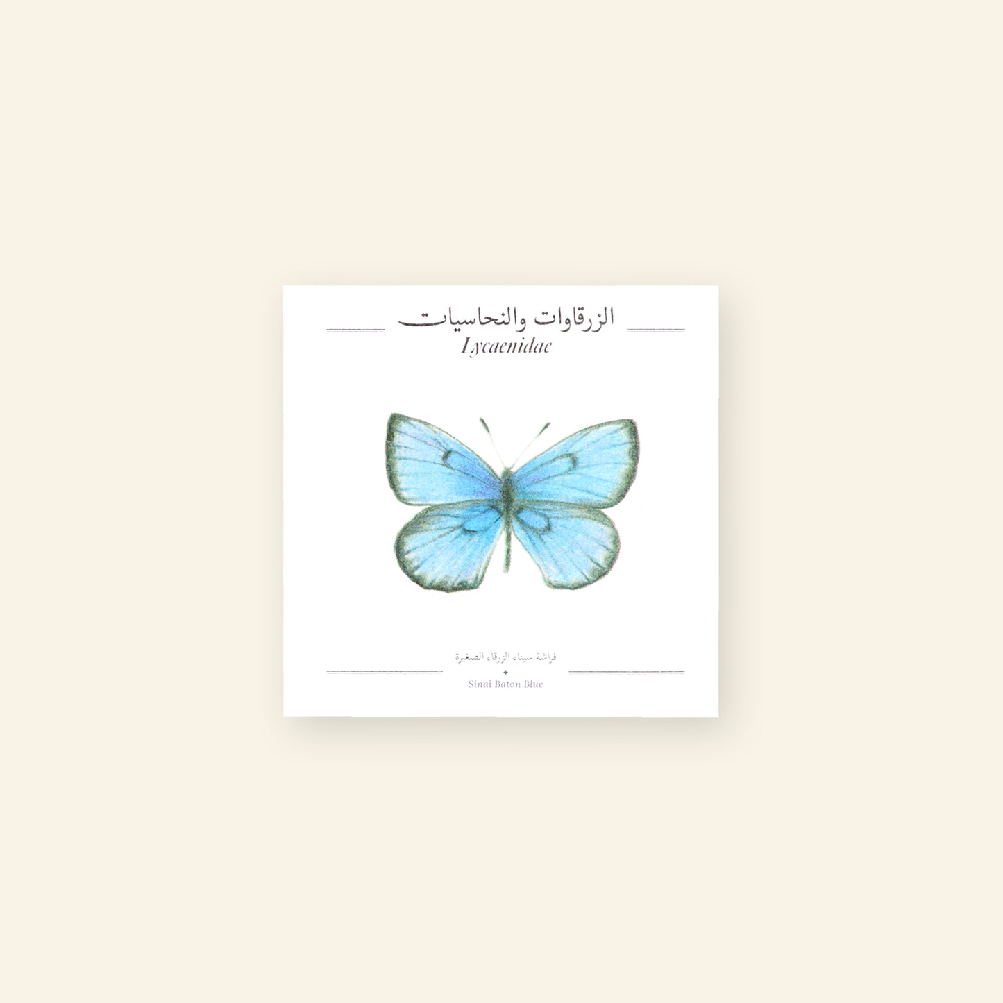 Sinai Baton Blue Butterfly - Square Poster