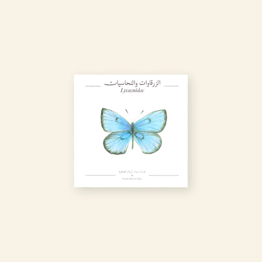 Sinai Baton Blue Butterfly - Square Poster