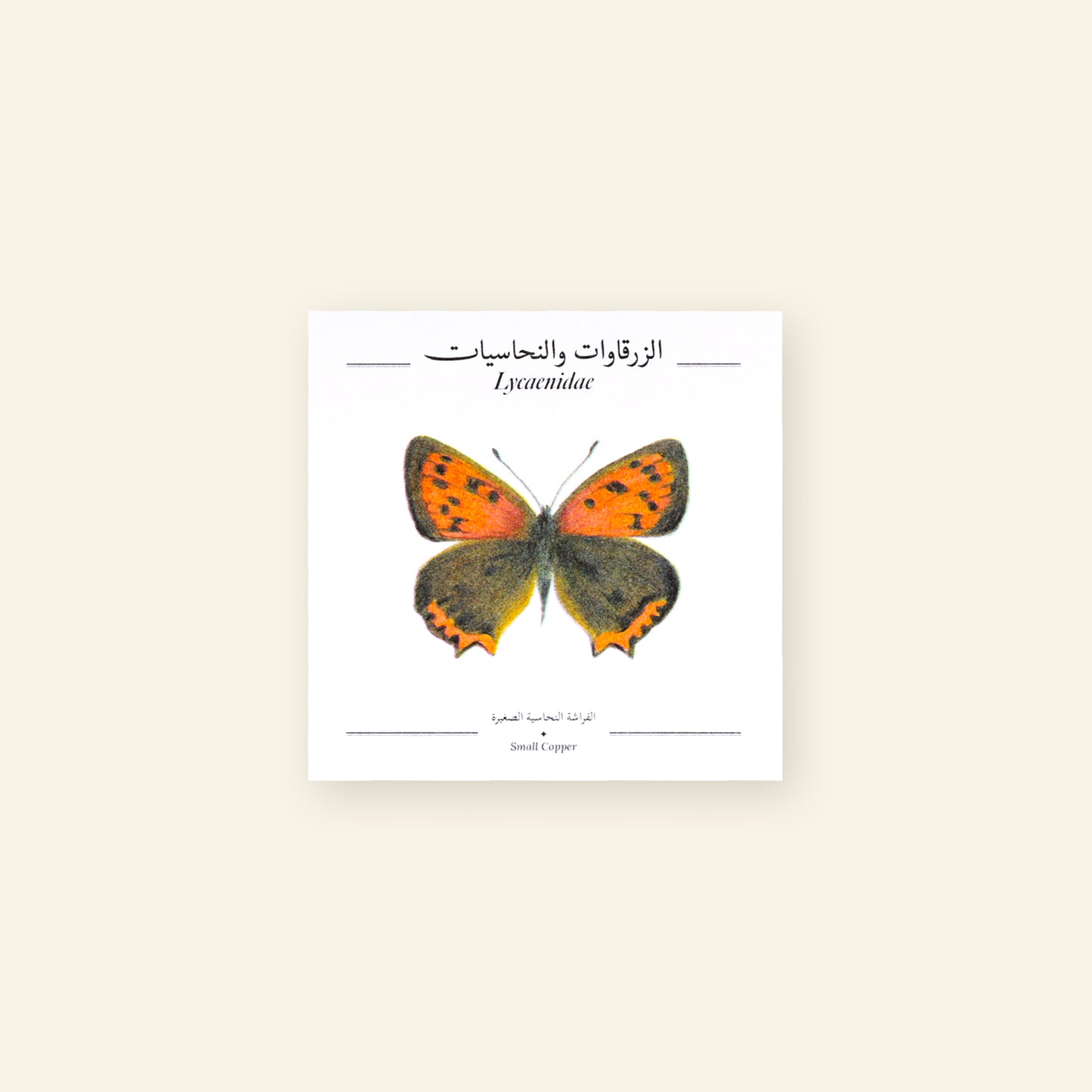 Small Copper Butterfly - Square Poster