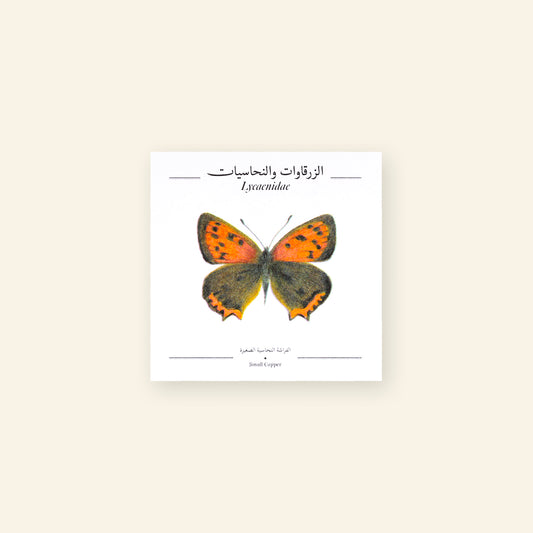 Small Copper Butterfly - Square Poster