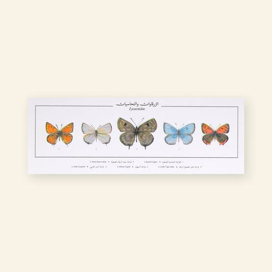 Lycaenidae II Butterflies