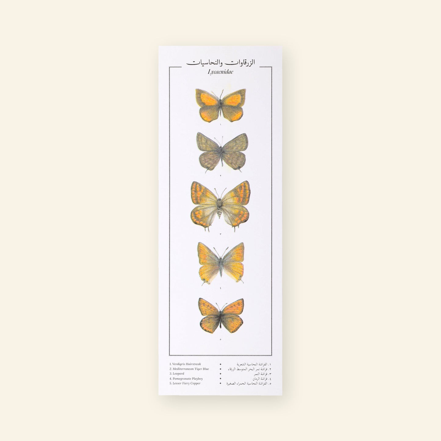 Lycaenidae VIII Butterflies