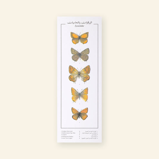 Lycaenidae VIII Butterflies