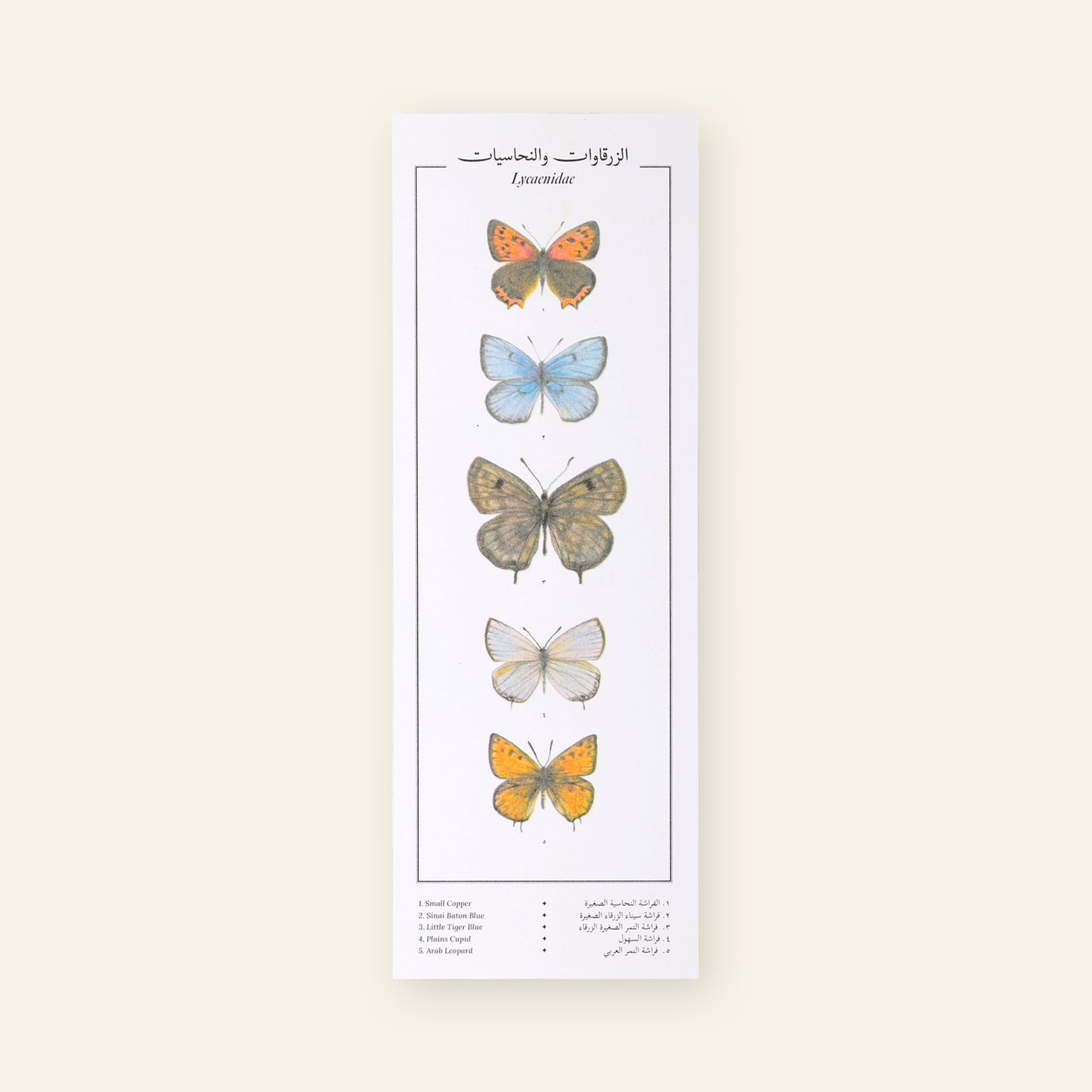 Lycaenidae IX Butterflies