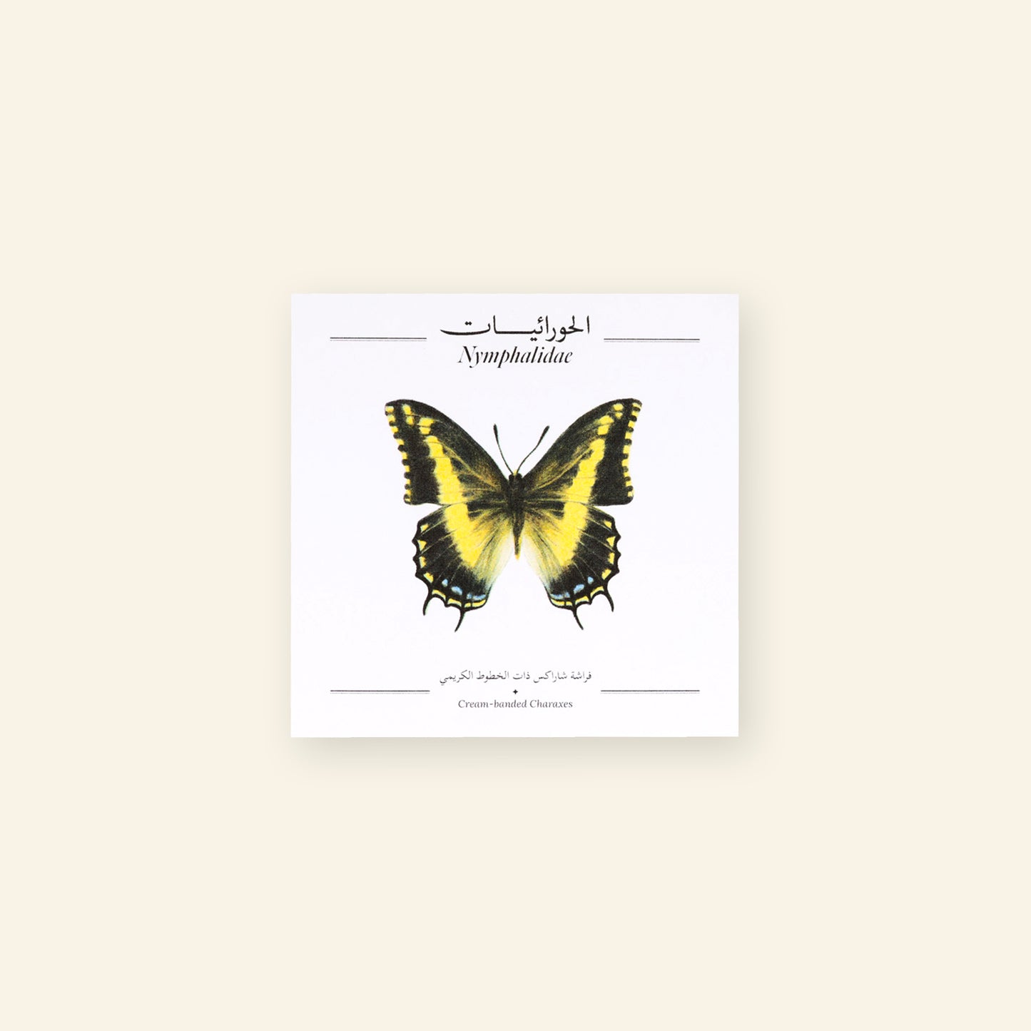 Cream-Banded Charaxes Butterfly - Square Poster