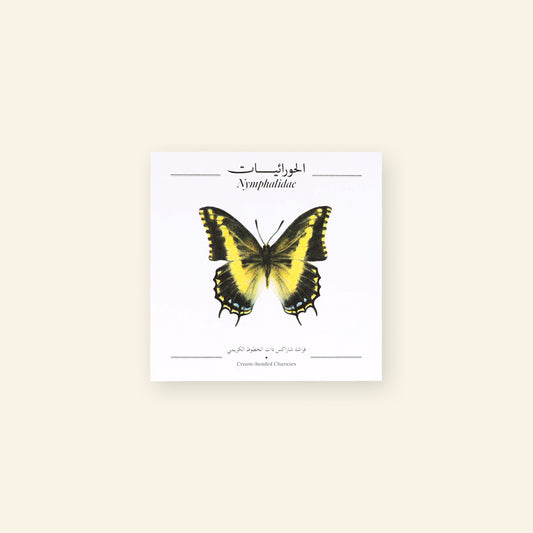 Cream-Banded Charaxes Butterfly - Square Poster