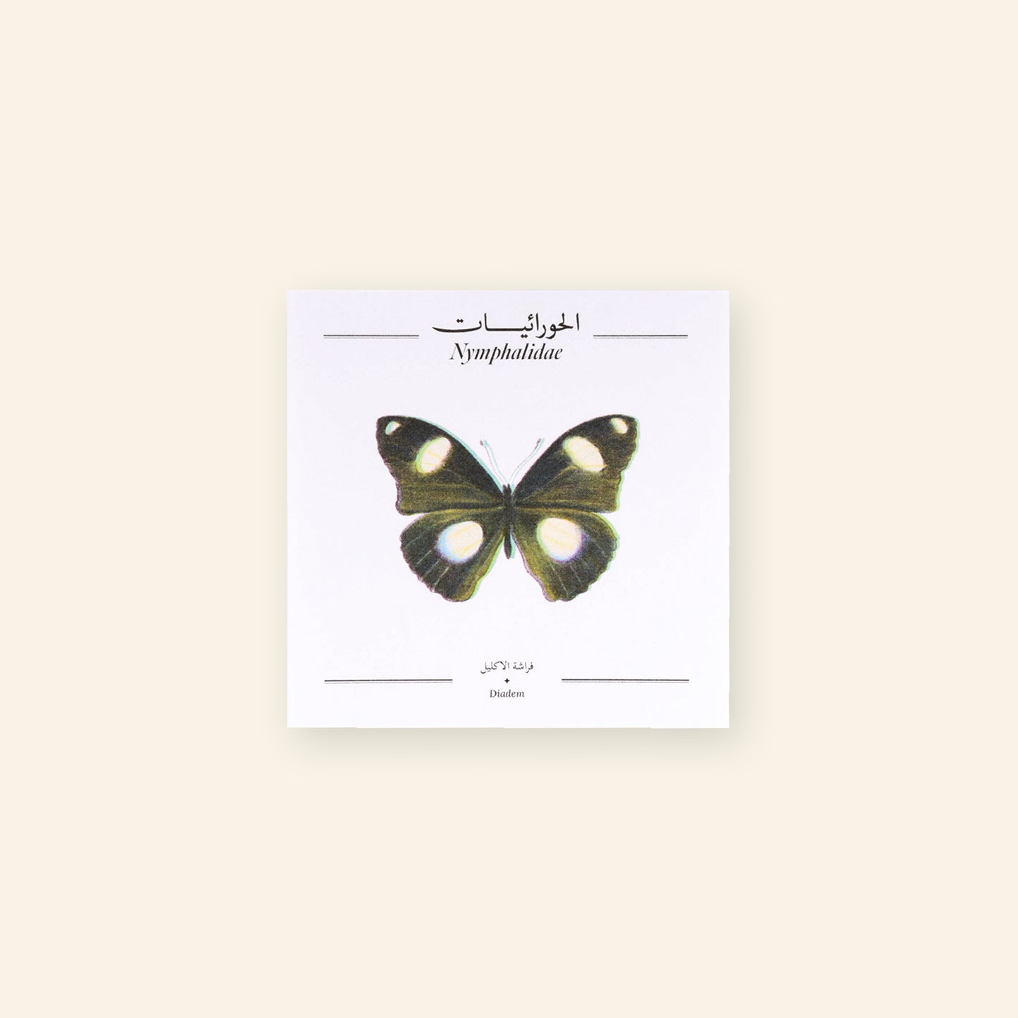 Diadem Butterfly - Square Poster