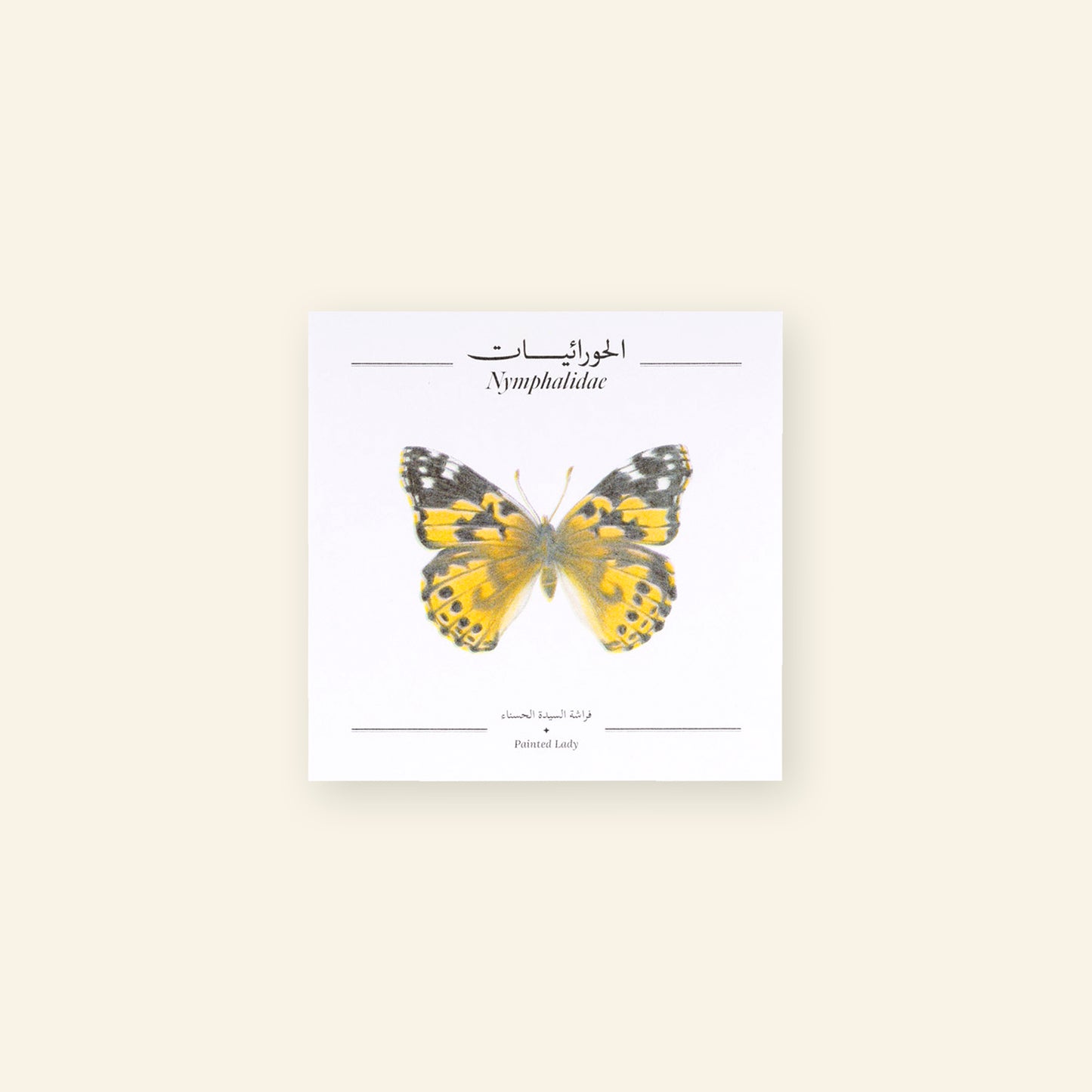 Painted Lady Butterfly - Square Poster