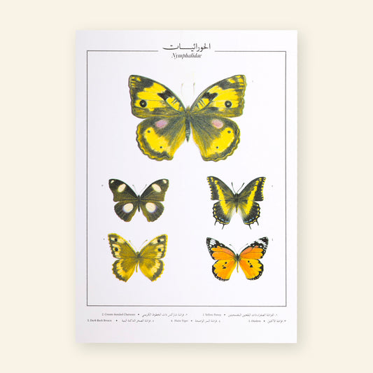 Nymphalidae V Butterflies