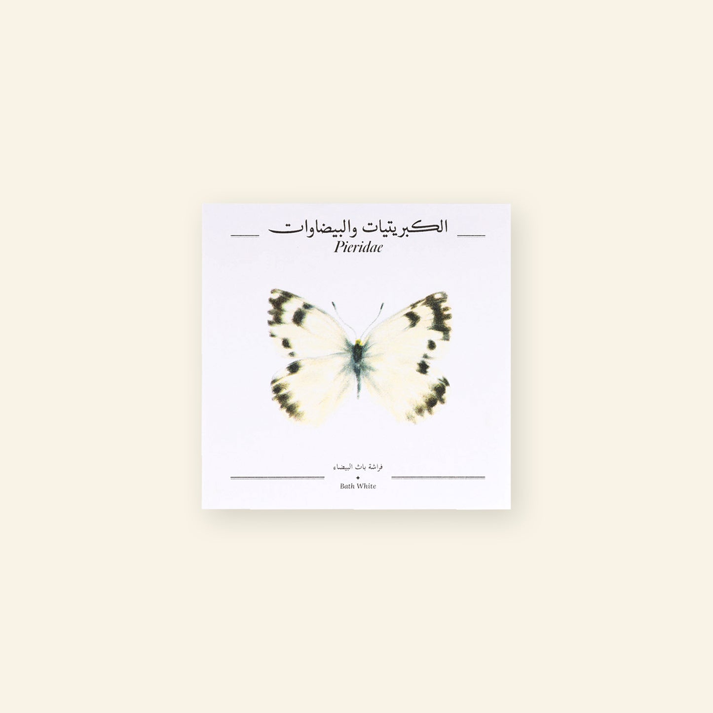 Bath White Butterfly  - Square Poster