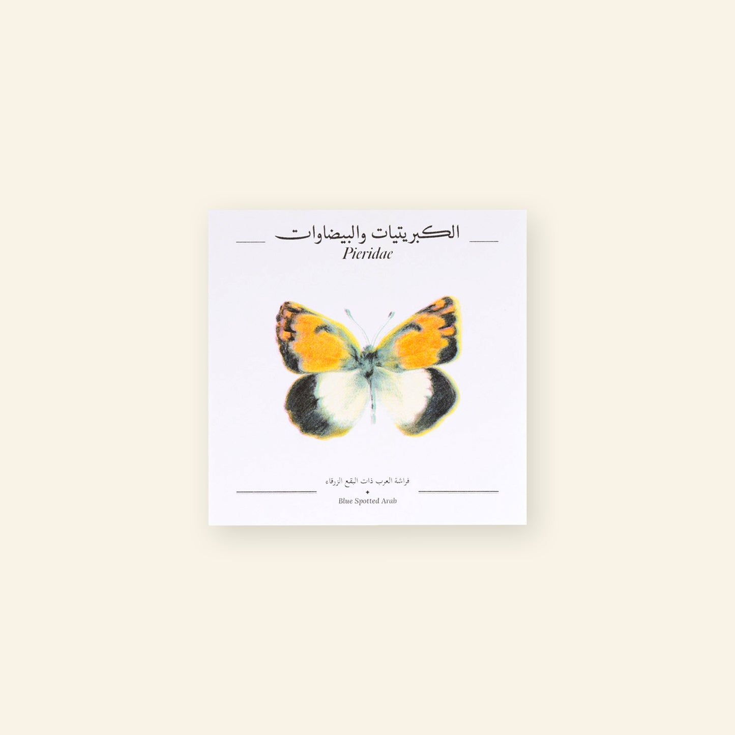 Blue Spotted Arab Butterfly - Square Poster