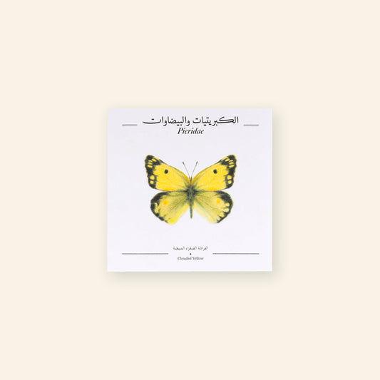 Clouded Yellow Butterfly - Square Poster