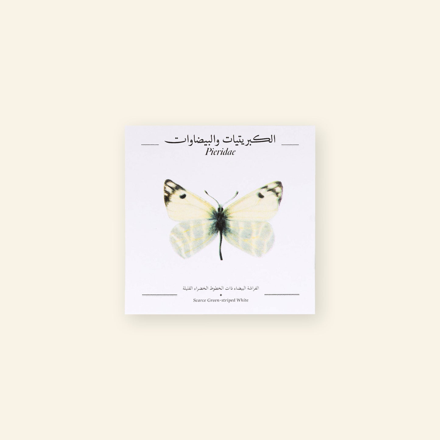 Scarce Green-Striped White Butterfly - Square Poster