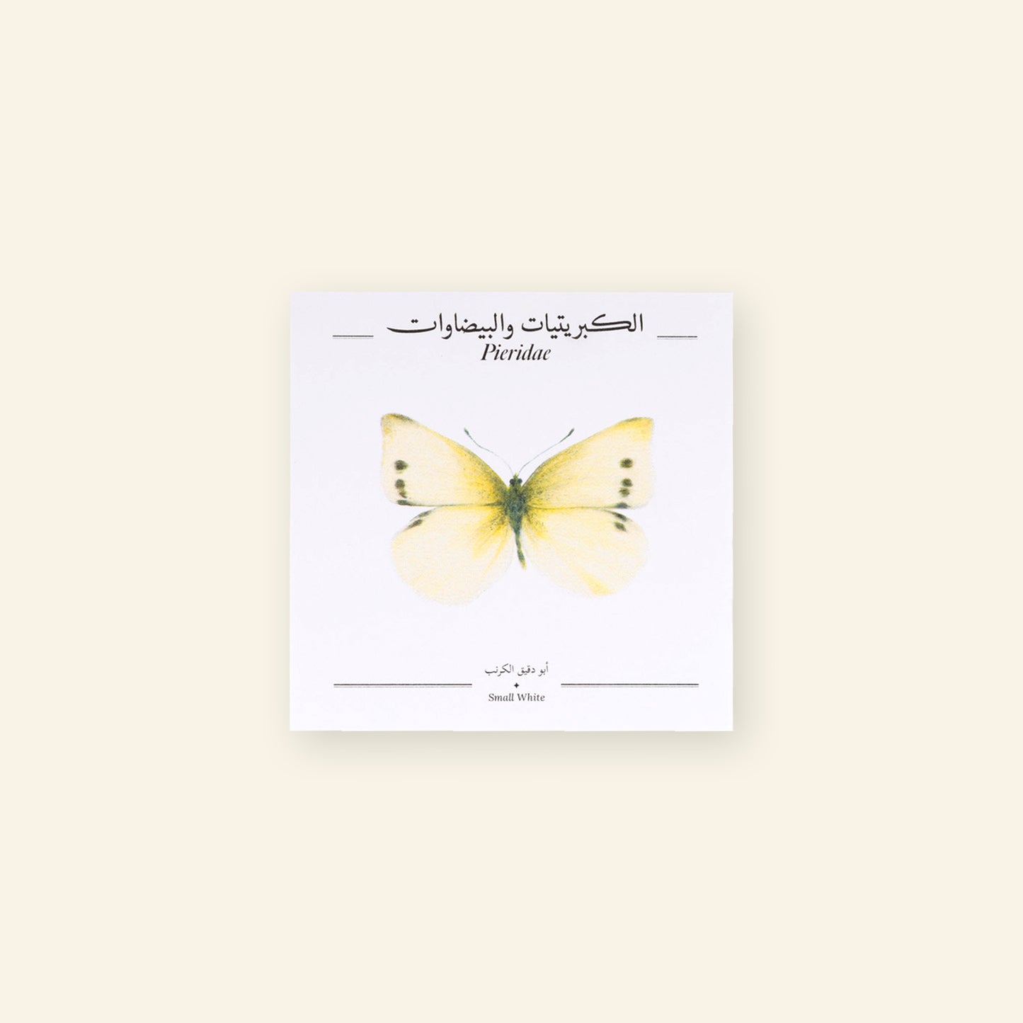 Small White Butterfly - Square Poster