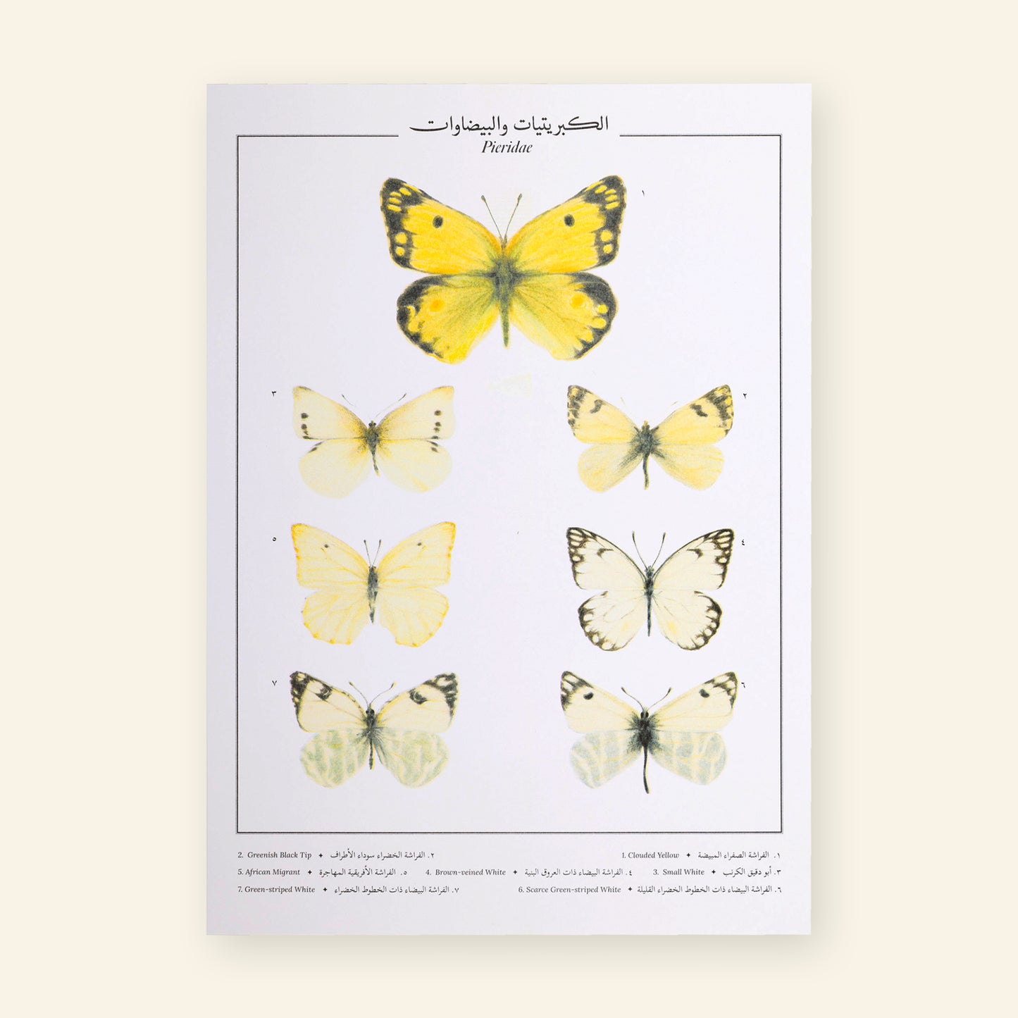 Pieridae X Butterflies