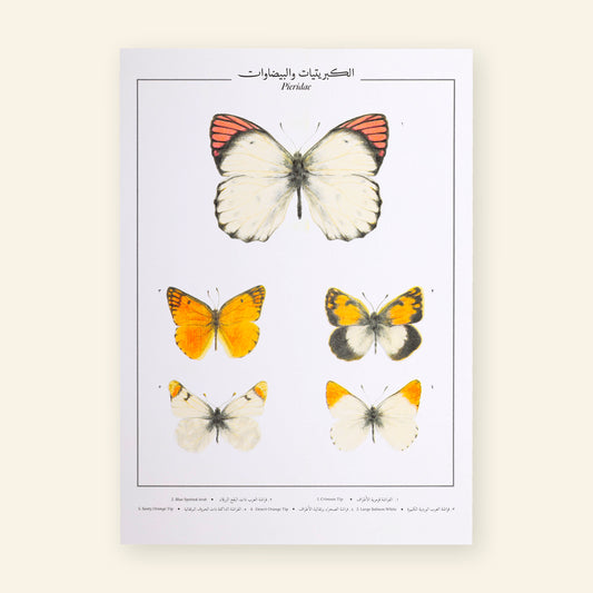 Pieridae IX Butterflies